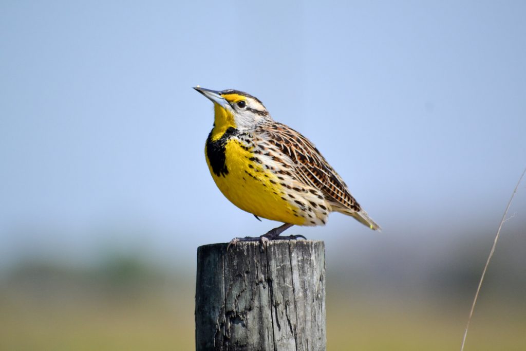 Eastern Meadowlark