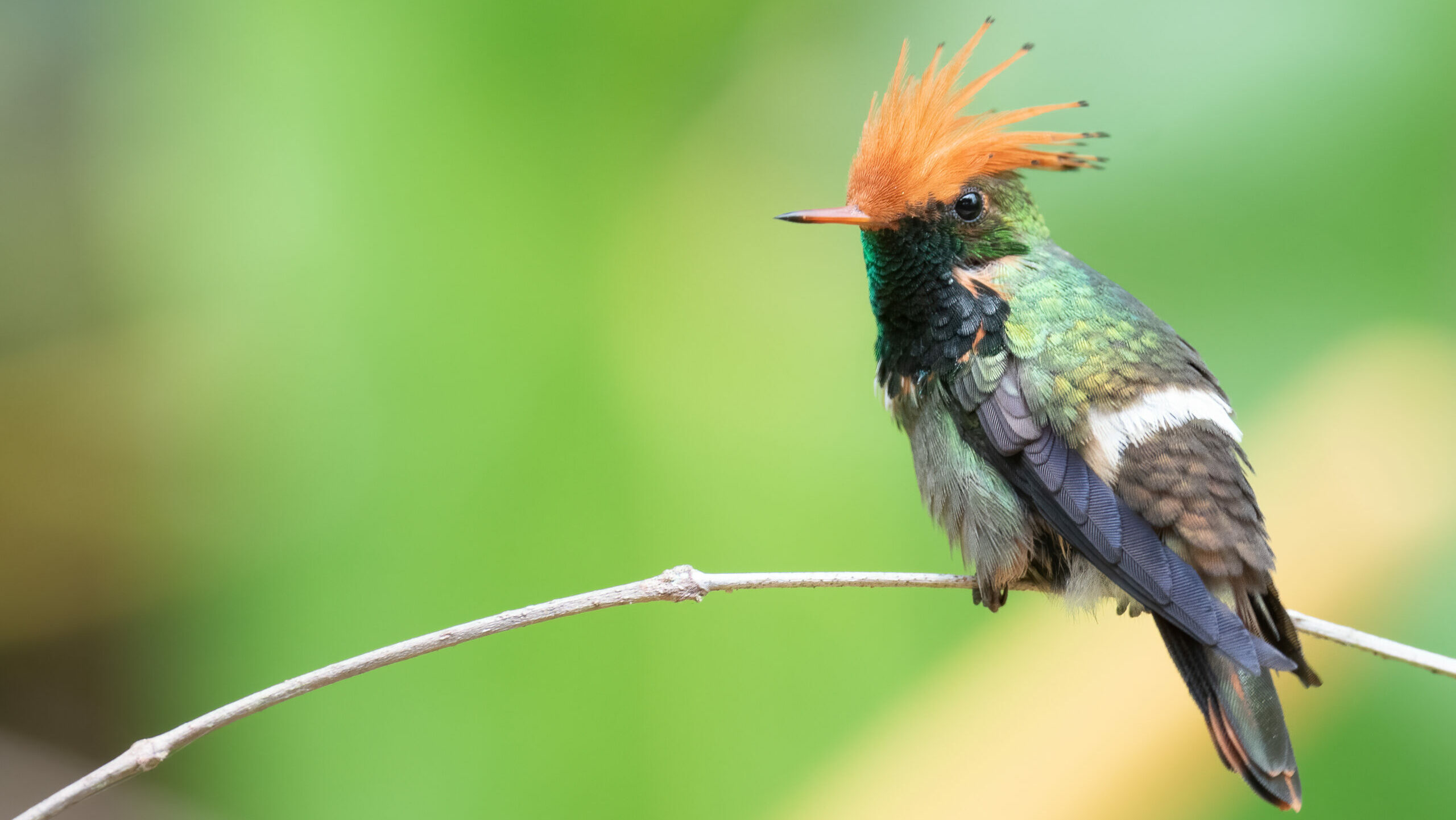 WBNA Goes to Costa Rica: With Ben Lucking